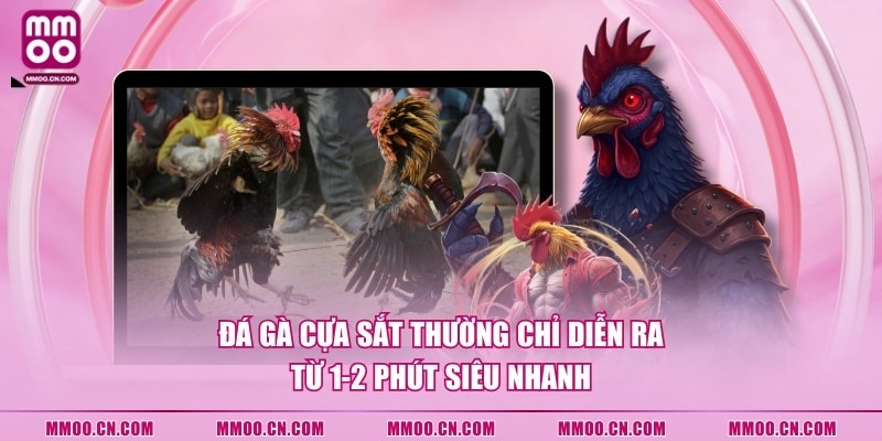 Đá gà cựa sắt thường chỉ diễn ra từ 1-2 phút siêu nhanh